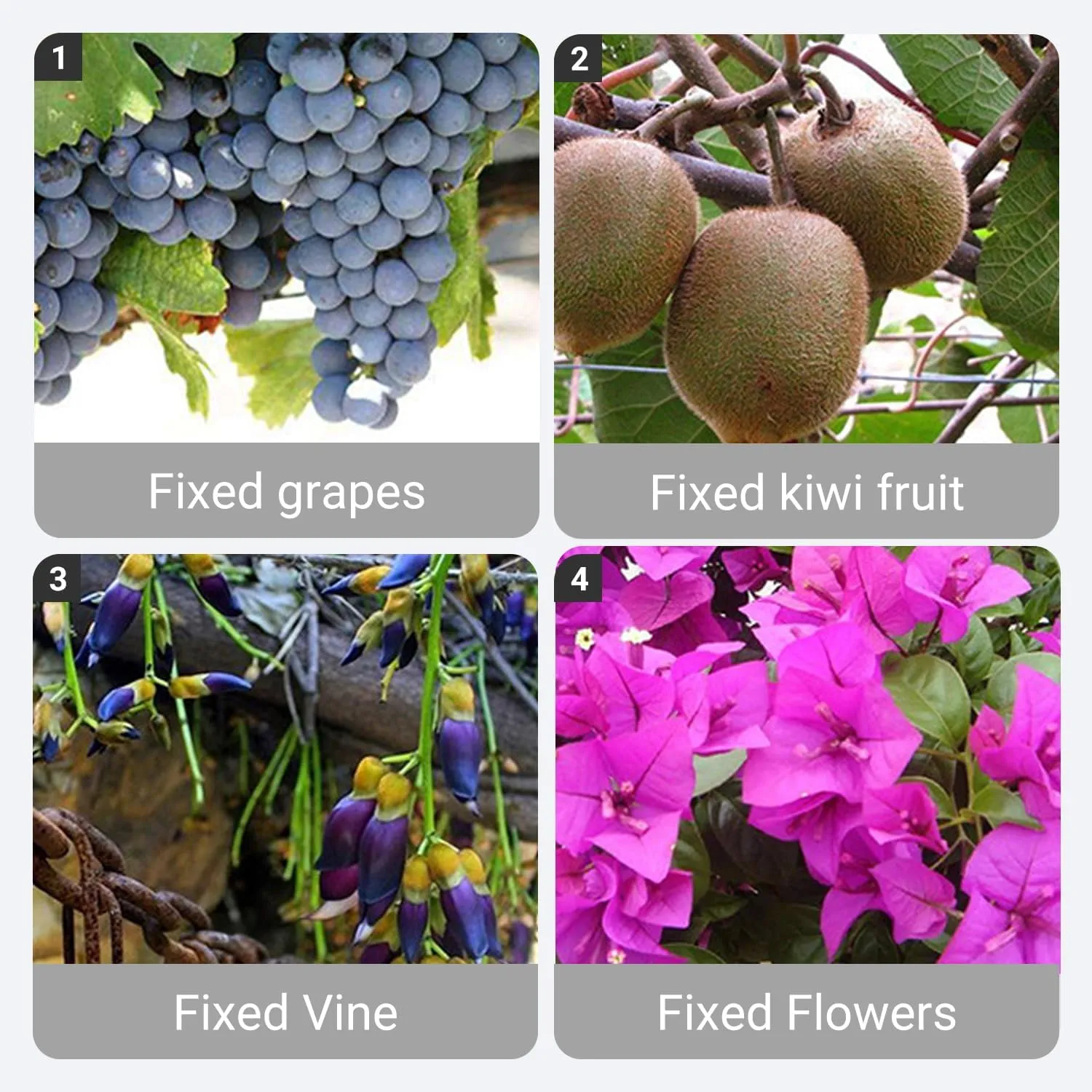 Reusable Plastic Plant Clips for Climbing Plants 2025 - Gentle & Secure Garden Support Clips for Tomatoes, Vines, Cucumbers, Grapes, Vegetables - Indoor/Outdoor Trellis Clips (100, Green)